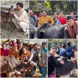 गौ आलिंगन दिवस न्यू