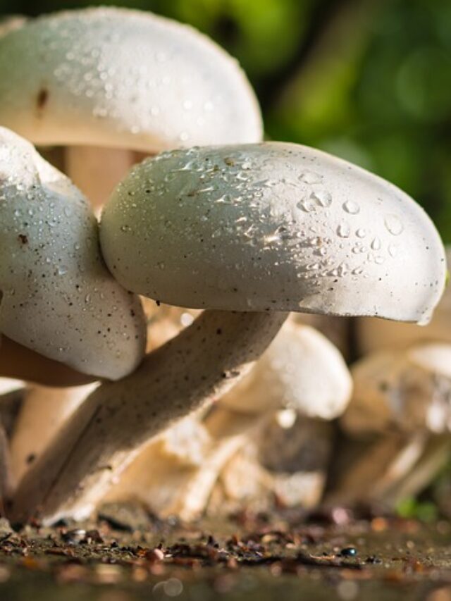 Benefits of Mushrooms : जानिए मशरूम सेहत के लिए कितने फायदेमंद..