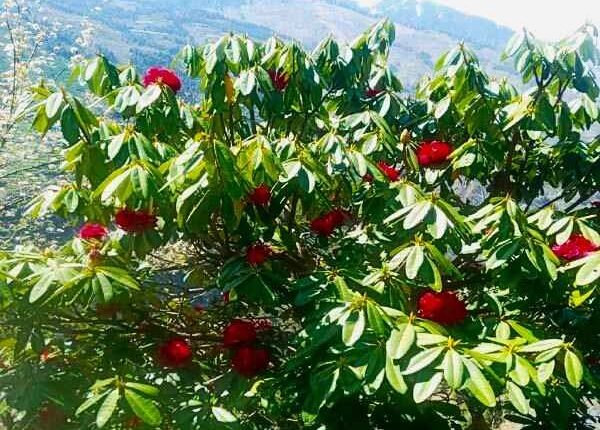 उत्तराखंड में असमय खिल उठा बुरांश!