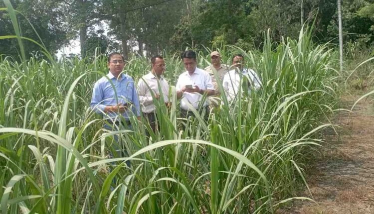 Kashipur Sugarcane Inspection