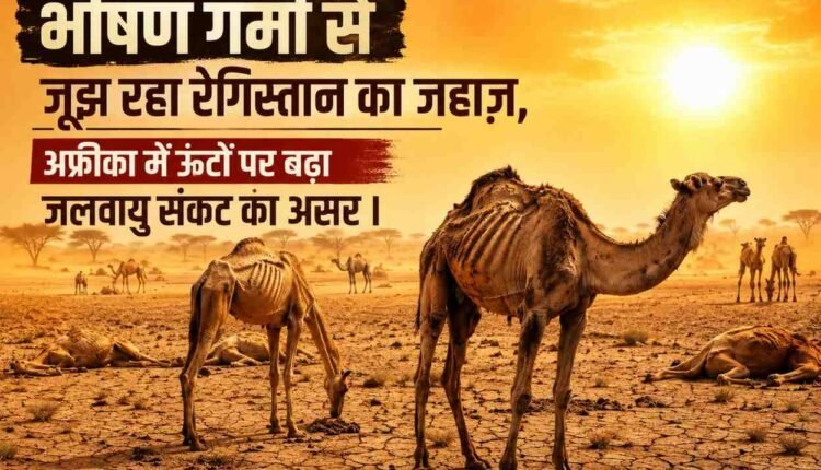 भीषण-गर्मी-से-जूझ-रहा-रेगिस्तान-का-जहाज़,-अफ्रीका-में-ऊंटों-पर-बढ़ा-जलवायु-संकट-का-असर